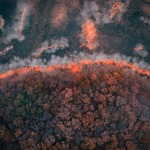 Wildfire in forest