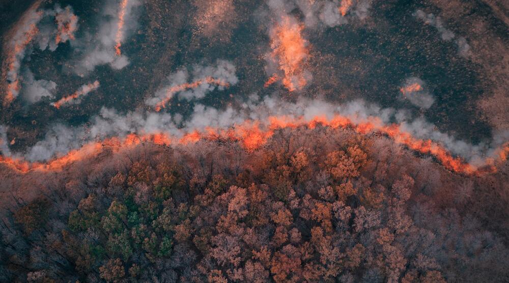 Wildfire in forest