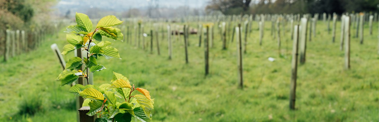 Trees planted for woodland restoration