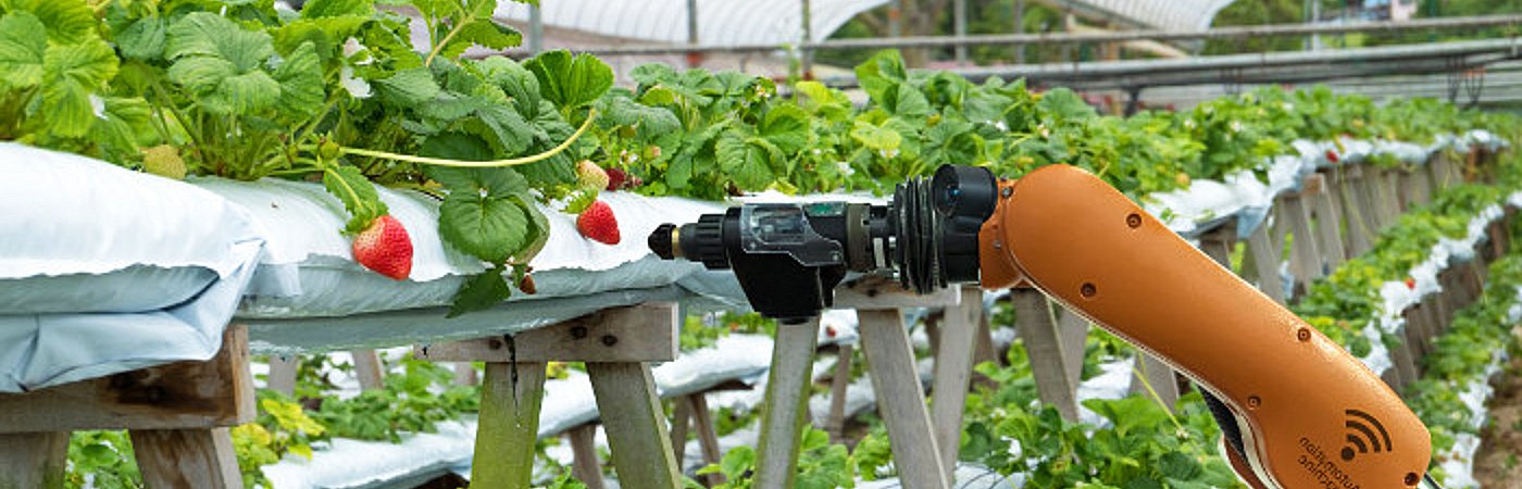 Robot picking fruit